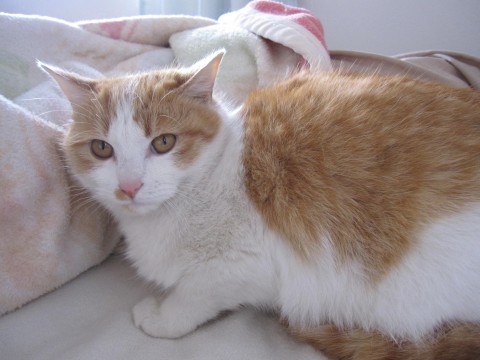 茶白の丸まるぷっくりとしたとても