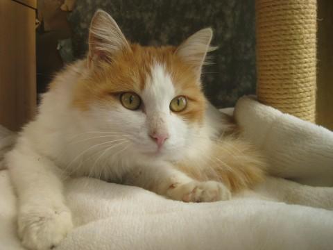 【模様】全身が白の長毛で、顔と背