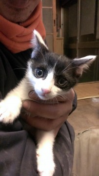 大人しいです。白と黒の斑です。