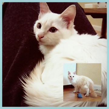性格:快活♪犬･猫･人間大好き♡