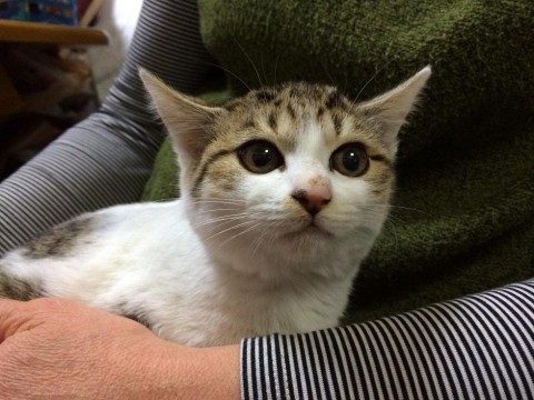 白地にグレーの模様があります。