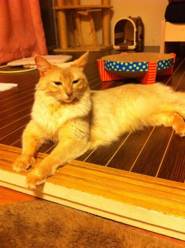 ソマリ、フォーンです。
キレイ