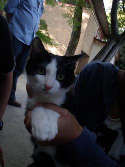 はちわれの男の子ティムくんです。