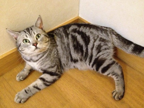 アメリカンショートヘアのオスです