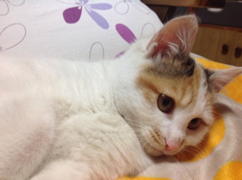 元気いっぱいの美形の三毛猫です。