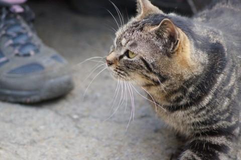 ・とても人馴れしている甘えん坊さ