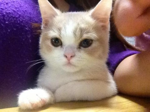スコティッシュフォールドの男の子