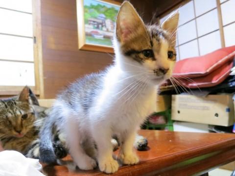 餌をもらっているお店の方、お客さ