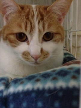 名前はくるみちゃんといいます。毛