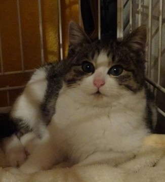 甘えん坊の、寂しがり屋です。
