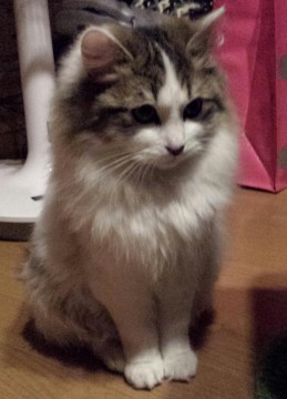 アメリカンカールのMixです。