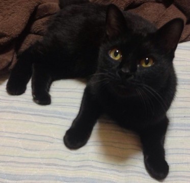 美しいお顔つきのクロ猫さん。金目