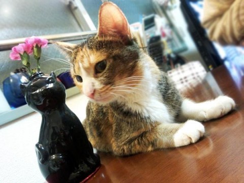 人が大好きですが、にゃんこはあま