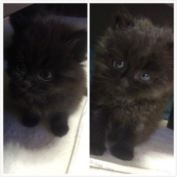 　二匹とも長毛の黒猫です。手のひ
