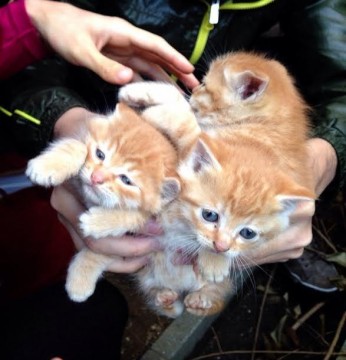 トラの仔猫3匹です。本当にかわい