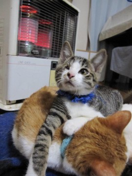 とってもかわいい優しい顔立ちのき