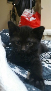 黒猫ですが、どの子もお腹に白いパ