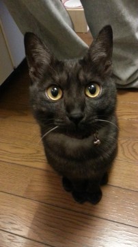 活発で人懐っこく甘えんぼうです。