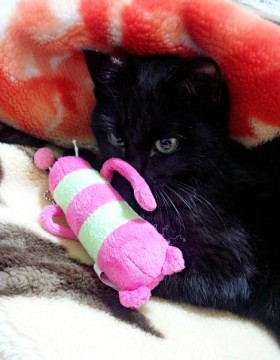 餌場に猫おを追い掛け回す人がいた