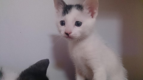 少し臆病なところがある慎重派です