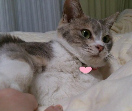 三毛猫さん（パステル系）。
グ
