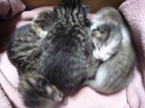 白と黒のミックス
トラ猫っぽい