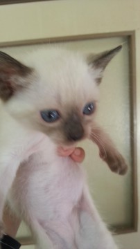 白い毛で、顔は黒いこです。 
