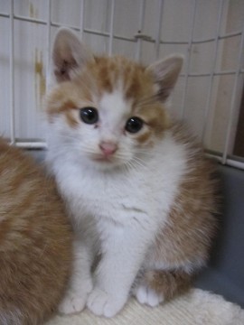 とってもかわいいもこふわの茶白、