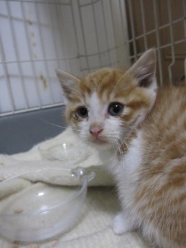 とってもかわいいもこふわの茶白、