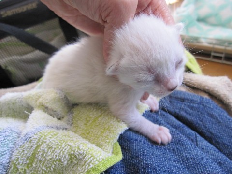 ３／２４現在で生後１週間くらいと