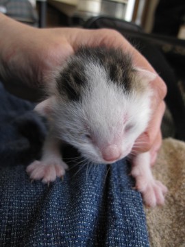 ３／２４現在で生後１週間くらいと