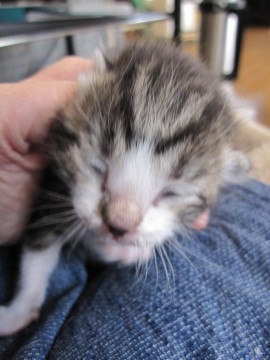 ３／２４現在で生後１週間くらいと