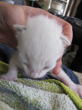 ３／２４現在で生後１週間くらいと