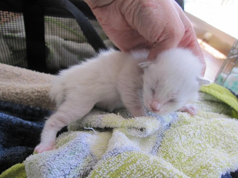 ３／２４現在で生後１週間くらいと