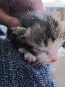 ３／２５現在で生後２、３日と思わ