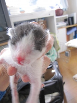 ３／２５現在で生後２、３日と思わ