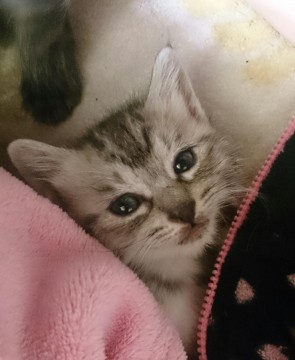 サバトラっぽい柄で
ちょっと臆