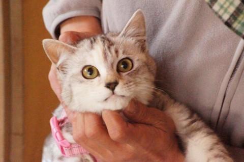 ・捨てられた警戒心から少し怖がり