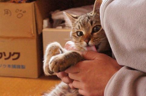 ・抱っこするとずっと手をペロペロ