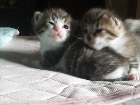 現在　全ての子猫達の里親希望者様