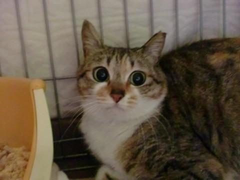耳先カットしています。
かなり