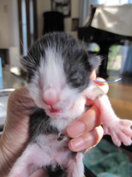 ４／８現在体重が９０g前後でへそ