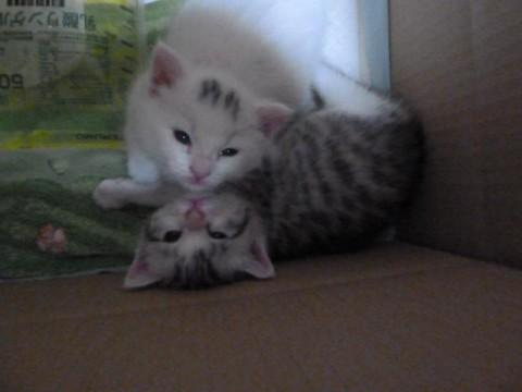 チャコちゃんはキジトラで人なつっ