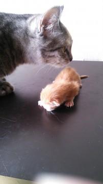 4匹います。
黒のしましまが二