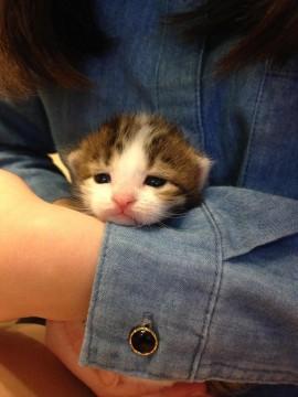 4匹います、写真はそれぞれ別の猫