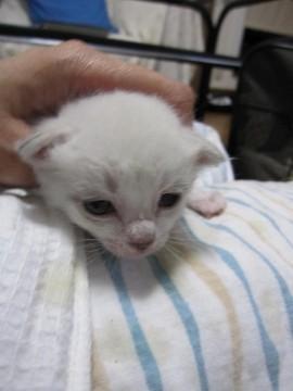 きれいな白猫こまちちゃんです。も