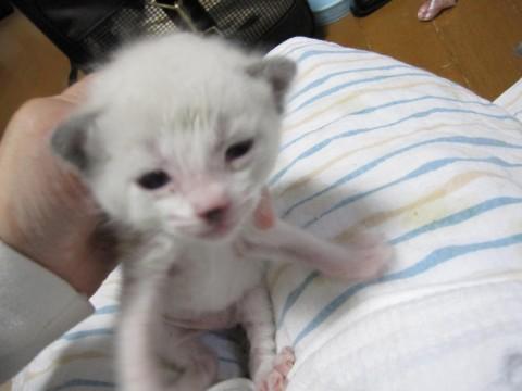 きれいな白猫雪之丞くんです。耳の