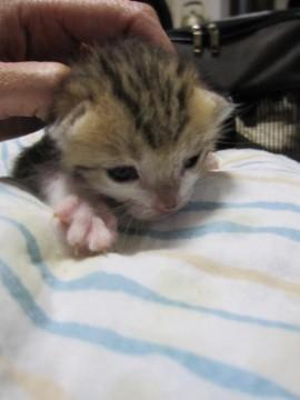 茶色の混ざったようなかわいいきじ