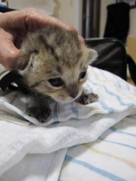 茶色の混ざったようなかわいいきじ