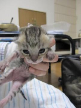 茶色の混ざったようなかわいいきじ